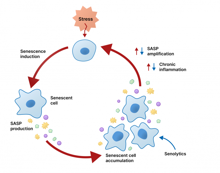 Senolytics